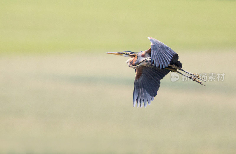 紫鹭(Ardea purpurea)